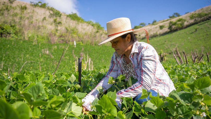 Plan del WFP: comida fresca a los escolares y progreso a los agricultores en Latinoamérica