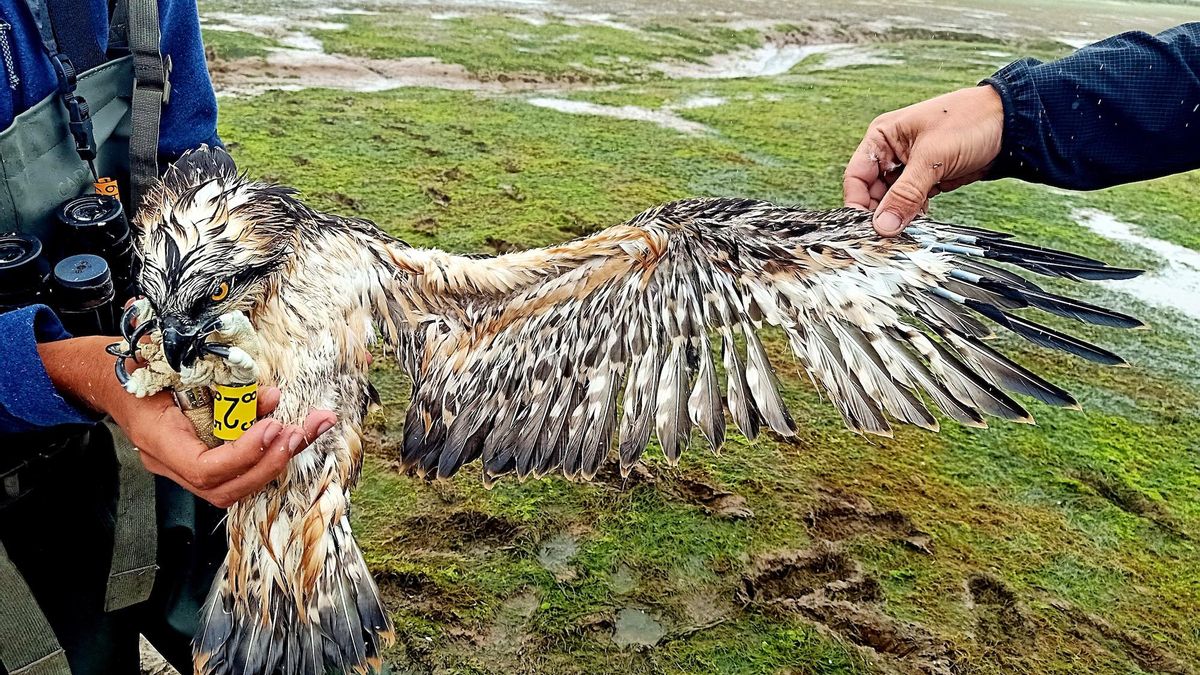 Anilladas tres águilas pescadoras nacidas en la Bahía de Santander que elevan a 13 ejemplares el proyecto de recuperación de la especie