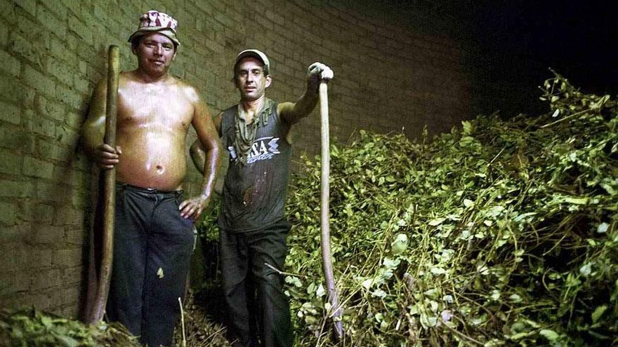 Misiones responde al DNU de Milei y creará un instituto provincial de la yerba mate