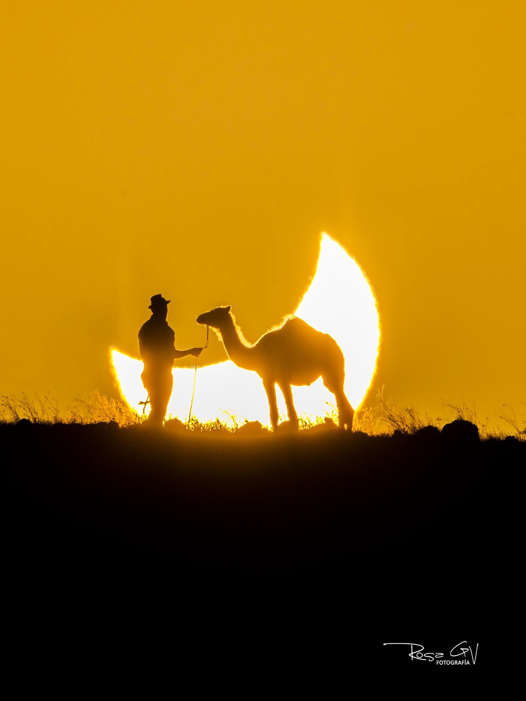 Camello y camellero durante el eclipse solar del día 12 de Agosto en Lanzarote. Autora: Rosa García