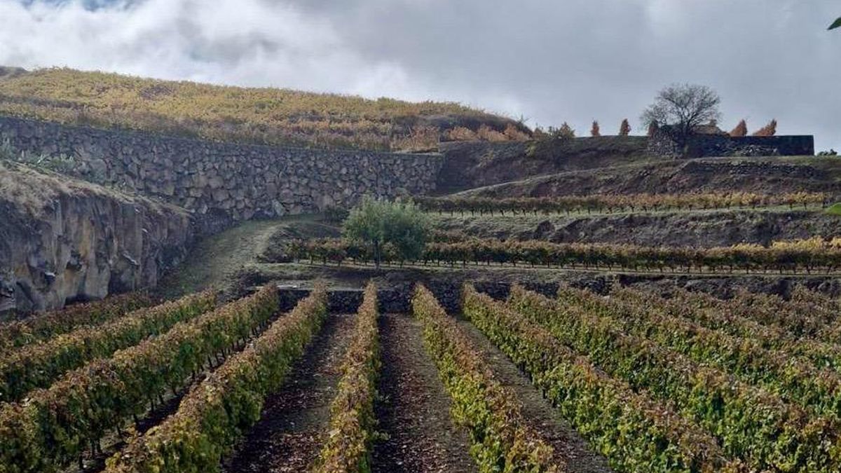 Garafía impulsa un taller  sobre viticultura regenerativa dentro de su Plan de Activación Agraria