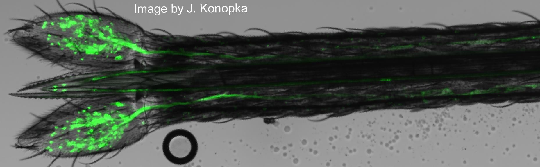 Imagen microscópica del palpo en el estilete del mosquito.