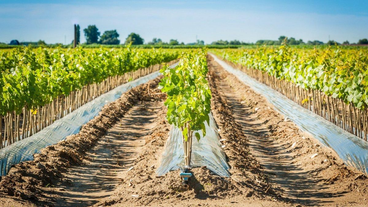 El Diario Oficial publica el Plan Director de Nuevos Regadíos, la ruta que quiere marcar Castilla-La Mancha hasta el 2030