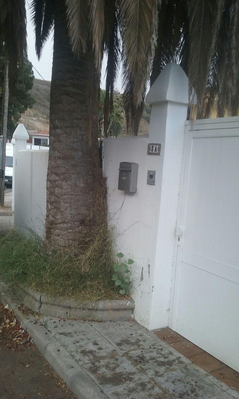 Palmera en la Calle Las Brisas 3A en la Urbanización Cuesta La Grama