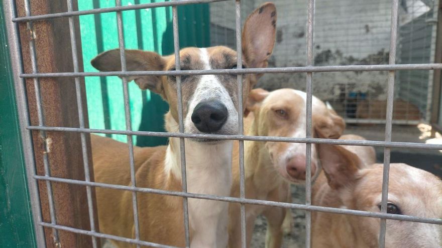Un equipo para salvar a perros, gatos y otros animales de morir bajo la lava