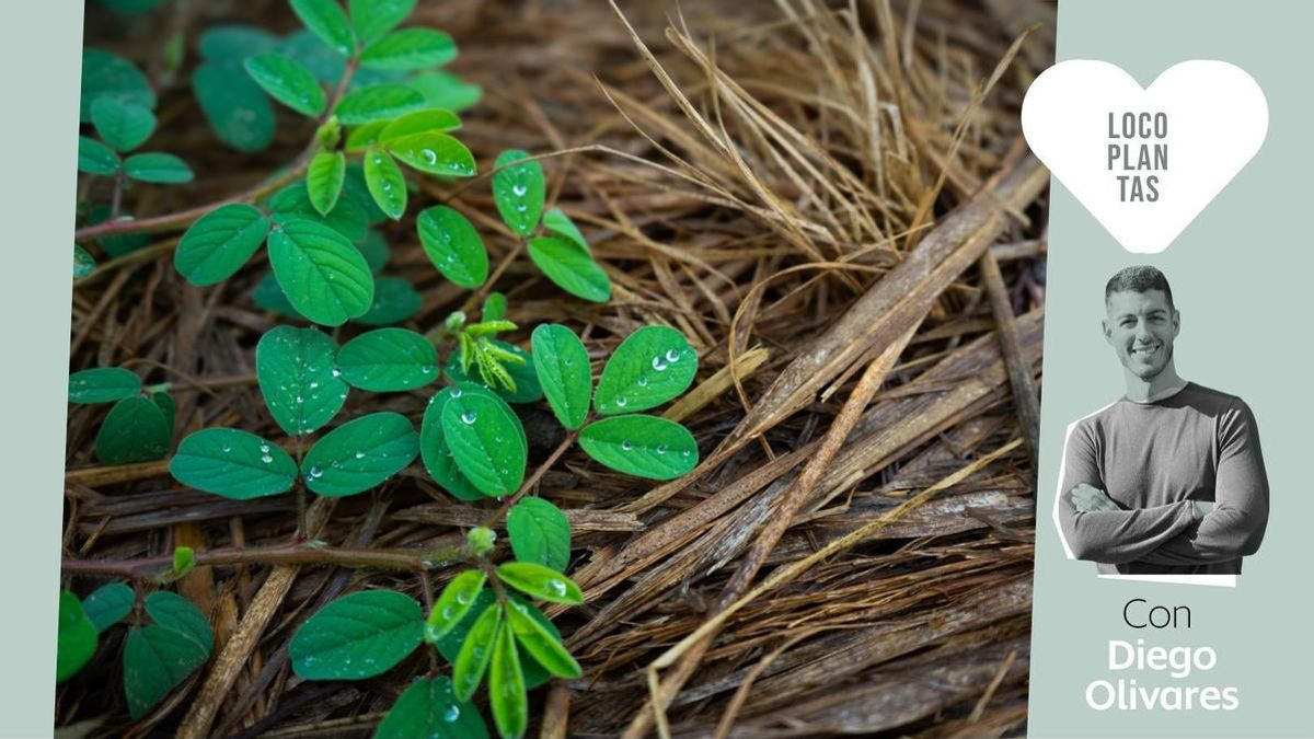 'Mulching' casero: cómo proteger tus plantas del frío con las propias hojas que pierden en otoño