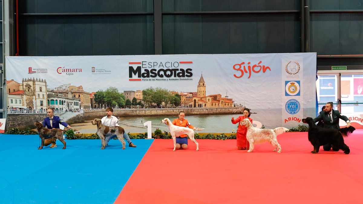 Espacio Mascotas en el Recinto Ferial Luis Adaro de Gijón