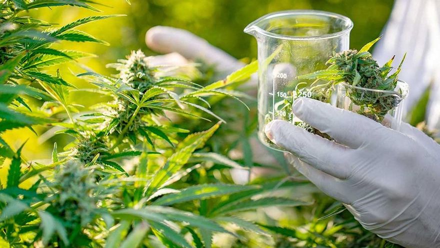 Cannabis medicinal: Crean una mesa nacional para potenciar su desarrollo en el país