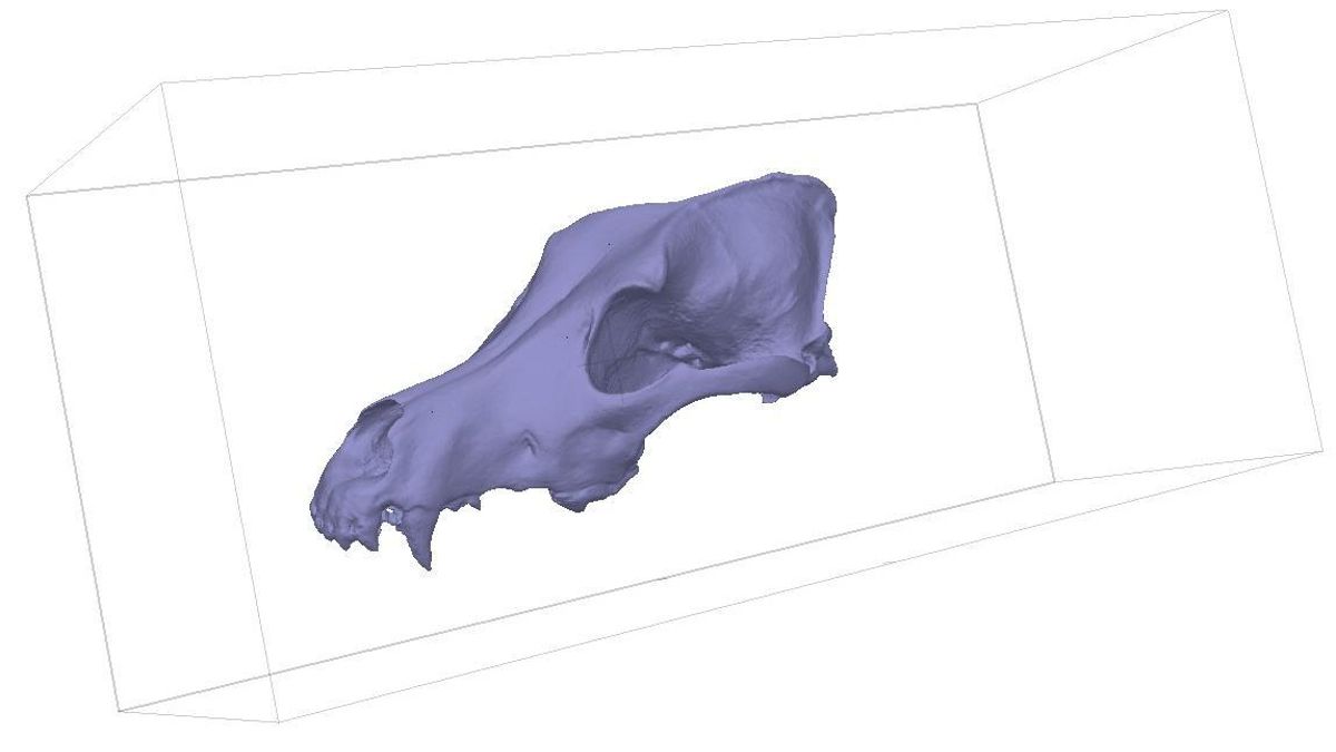 Ejemplo de un modelo 3D de un cráneo de lobo moderno utilizado en los análisis.