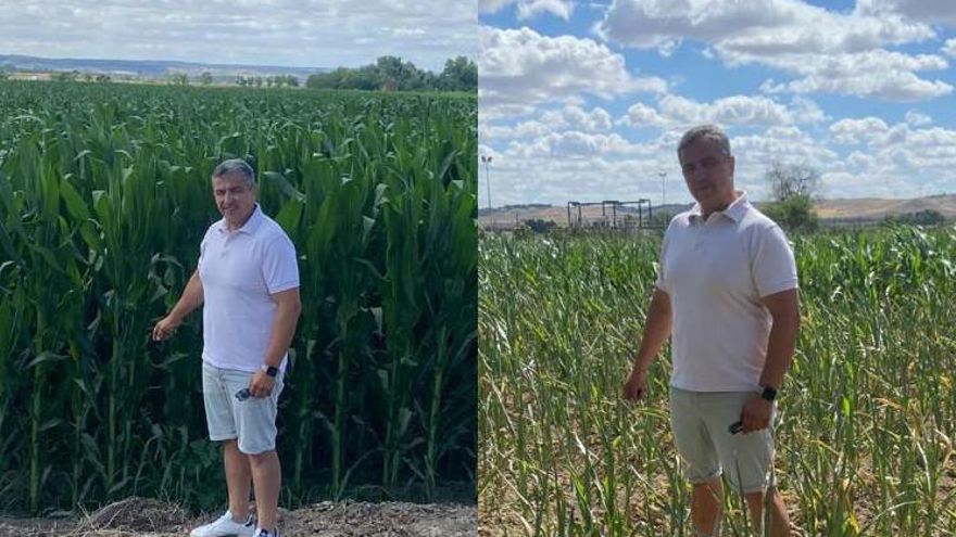 Comparativa entre el maíz con riego suficiente y el maíz con menos riego