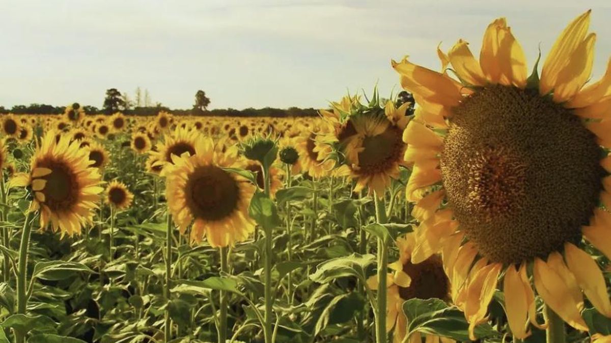 Rechazan un cargamento de girasol argentino en Europa por no cumplir requisitos fitosanitarios.
