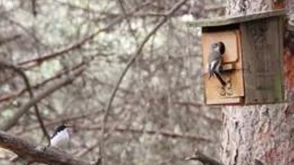 Un estudio de la UCO comprueba que el microbioma intestinal de las aves cambia en función del hábitat