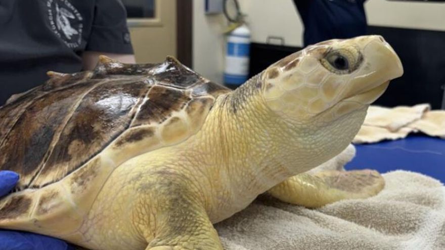 La tortuga híbrida Earl Grey sobrevive al frío extremo y su retorno al Atlántico marca un caso excepcional de conservación