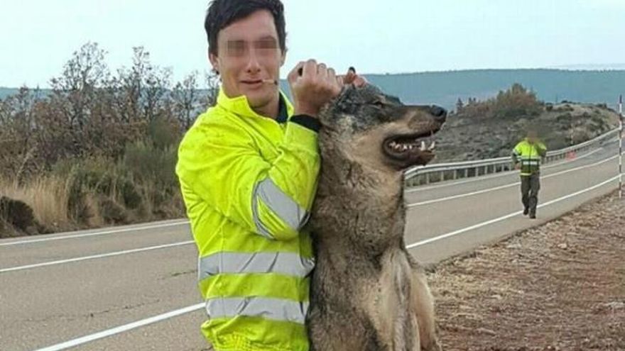 El primer año completo de prohibición de caza del lobo en Castilla y León se localizaron 38 ejemplares muertos