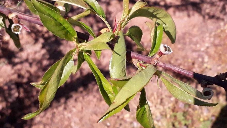 UPA solicita ampliación para comunicar siniestros por heladas en viñedo debido a las situaciones climatológicas excepcionales que vive el campo