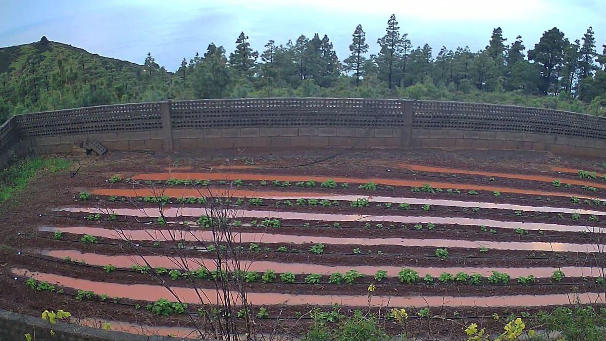 Transición Ecológica registra "precipitaciones históricas" durante la borrasc: 182,3 litros  en un día en La Palma