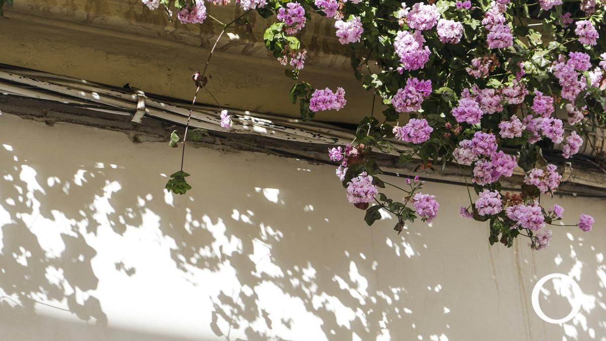 Rejas y Balcones en la C/ Fernán Pérez de Oliva, 2