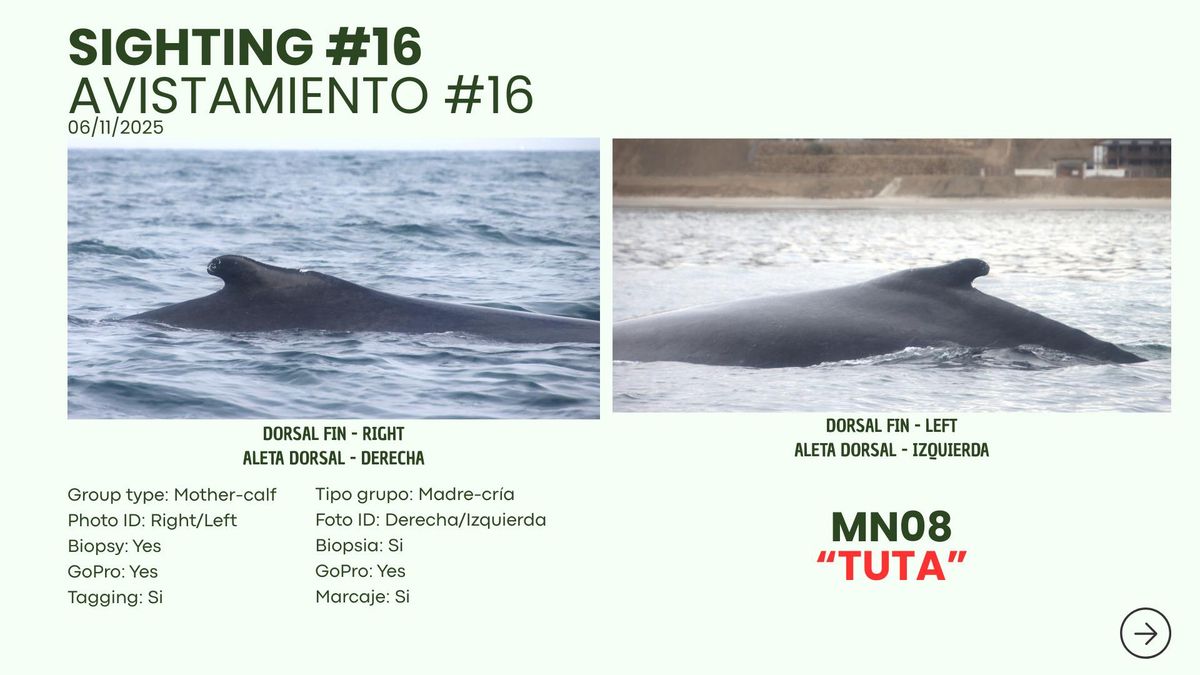 En la imagen se pueden observar los detalles del monitoreo satelital a Tuta. Fuente: WWF Perú