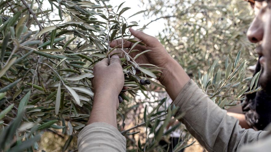 La cosecha "sangrienta" de la aceituna en Cisjordania: la otra guerra de Israel contra los agricultores palestinos