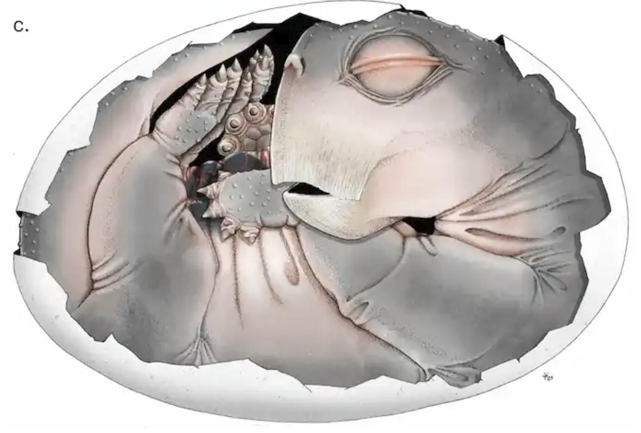 Un hallazgo en rocas antiguas muestra una cría dentro de una estructura cerrada