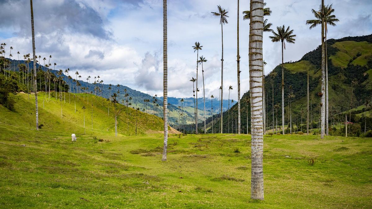 Palmas de Cera en el Valle de Cocora, la gran joya del Eje cafetero colombiano.