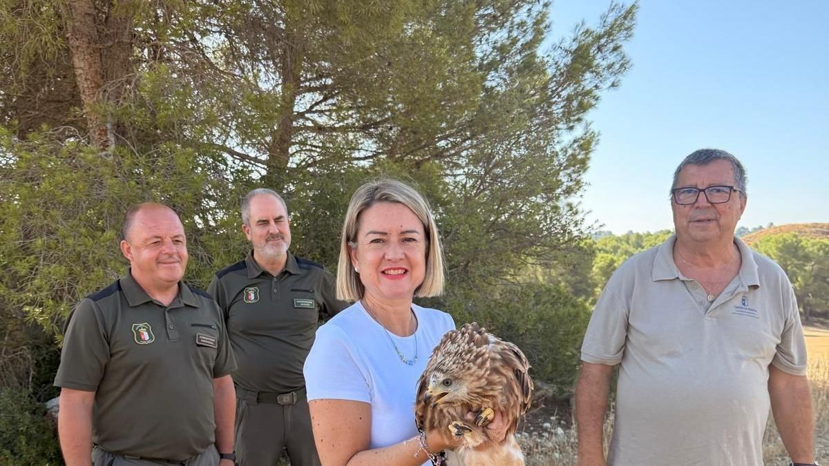 Recuperan en Albacete dos pollos de milano real, una especie en peligro de extinción