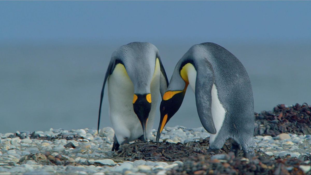 Fotograma de ‘Vínculo, la llamada del pingüino’.