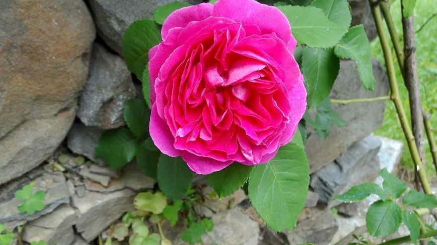 rosa universidad de león flor primavera