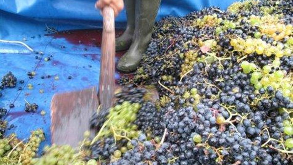 Gordoncillo da la bienvenida al otoño este domingo con la Fiesta de la Vendimia y de la Cosecha