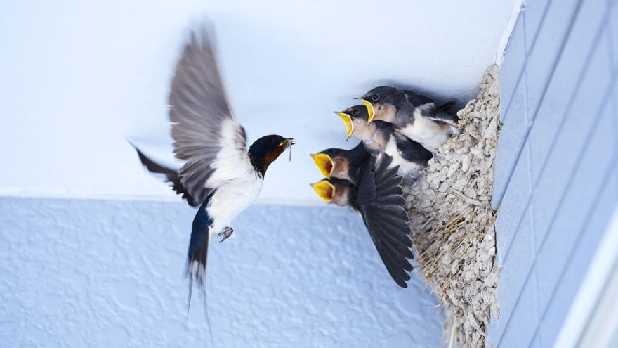 El nido se vació y ahora son mis hijos adultos quienes me enseñan cosas a mí