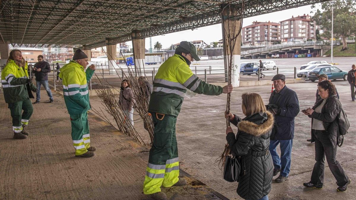 Torrelavega lanza una nueva Campaña del Árbol, que repartirá ejemplares en febrero