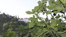 Higuera en el jardín de la Escuela de Estudios Árabes (CSIC) frente al Generalife