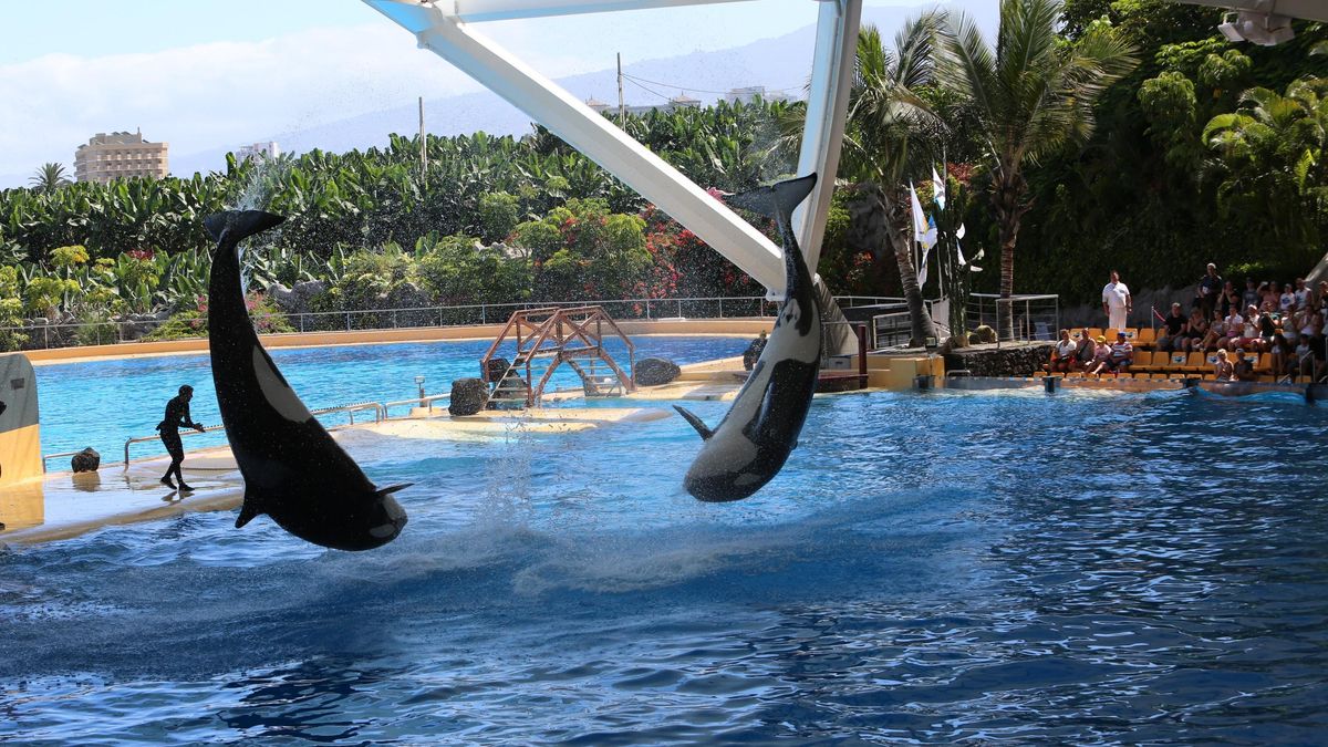 Imagen de archivo de un espectáculo de orcas en Loro Parque
