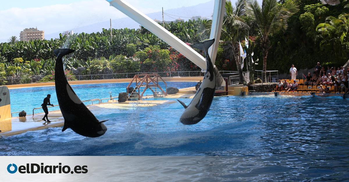 Loro Parque insiste en juntar seis orcas en sus piscinas mientras acusa a los ecologistas de ''engañar al mundo''