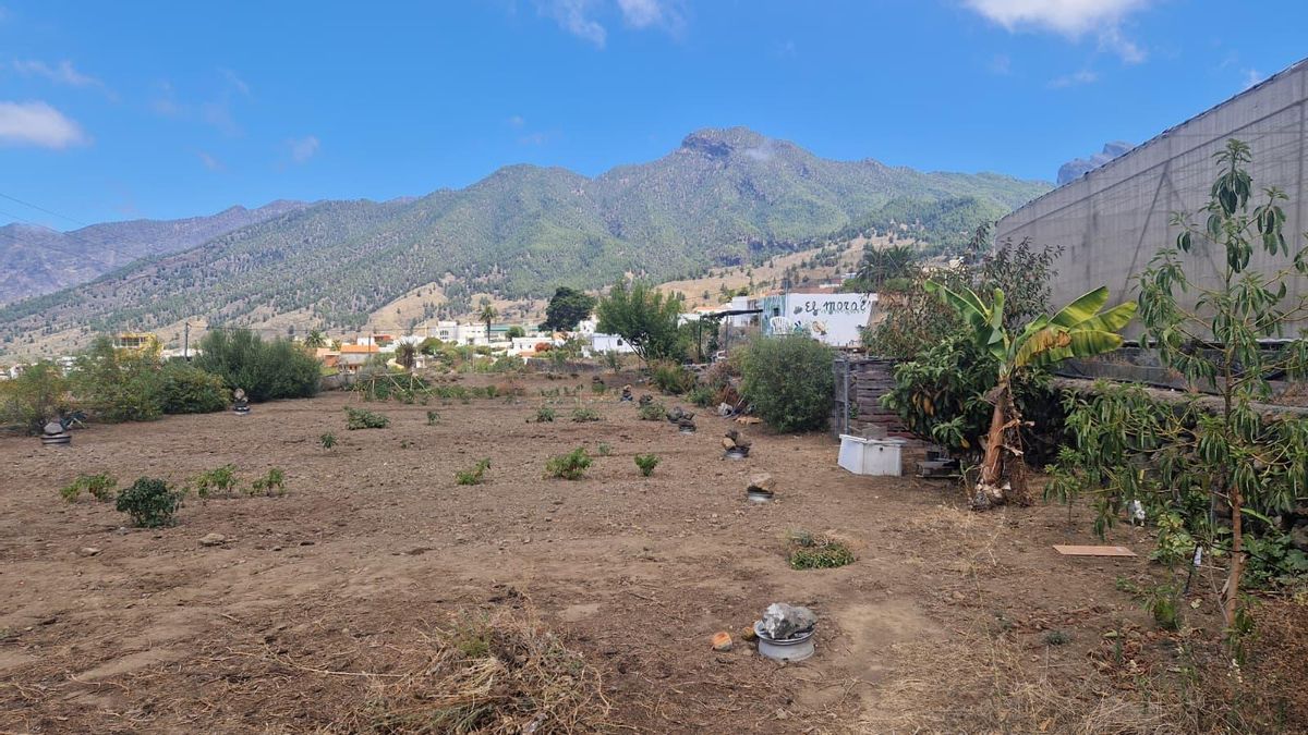 El PSOE de El Paso exige explicaciones a Coalición Canaria por “dejar sin agua” al Huerto Comunitario ‘El Moral’