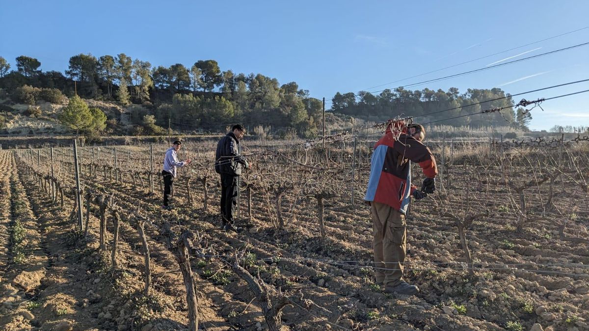 L'Escola de Viticultura i Enologia Mercè Rossell i Domènech s’orienta en la formació per la producció i promoció de productes vitivinícoles i olis.