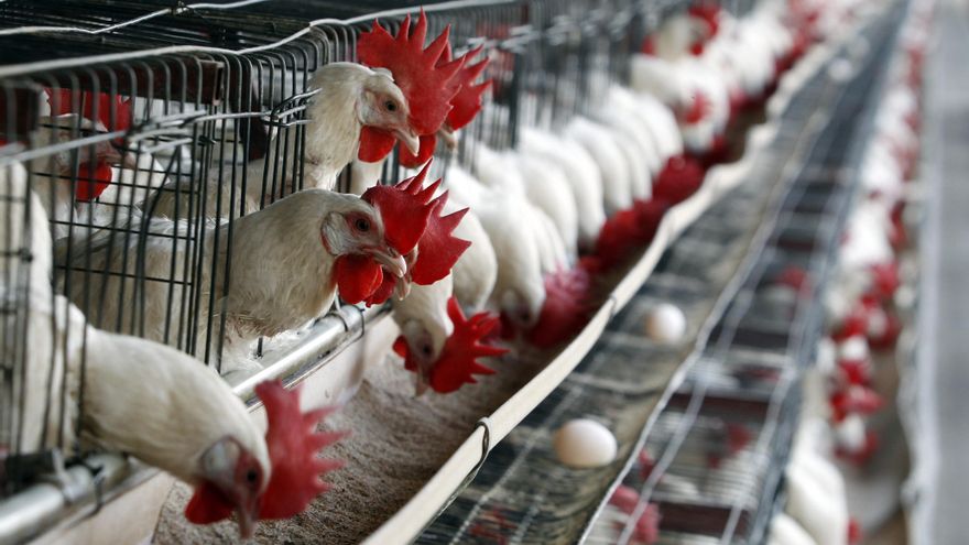 México suspende importación de productos avícolas de Brasil por alerta de influenza aviar