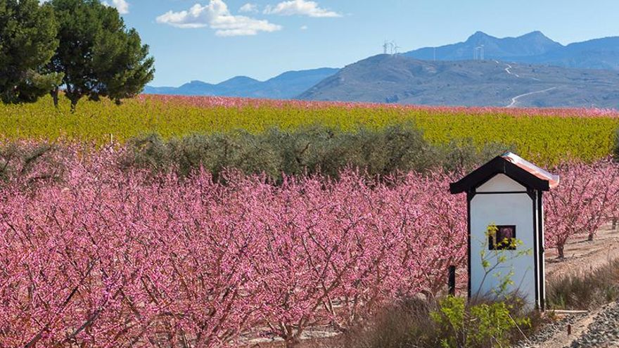 A lo largo de Cieza hay distintos altos para contemplar la floración