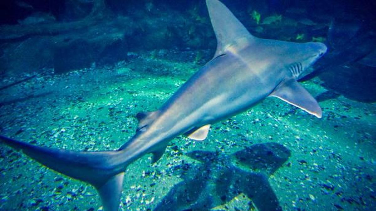 El escualo pertenece a una subespecie de la familia de los tiburones pelágicos