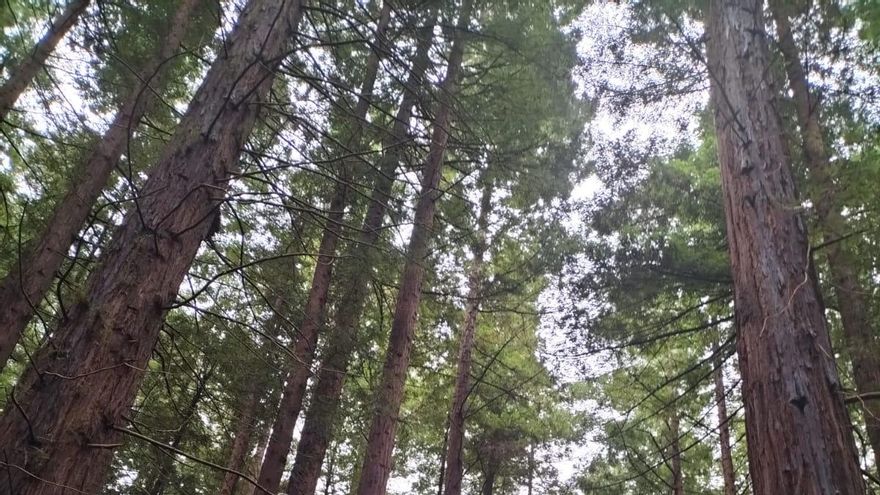 El Bosque de Secuoyas sufre las consecuencias del turismo descontrolado: "La corteza de estos árboles es rugosa y ahora está lisa"