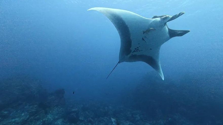 Las mantarrayas cambian su forma de viajar cuando crecen: los jóvenes se quedan cerca y los adultos recorren cientos de kilómetros