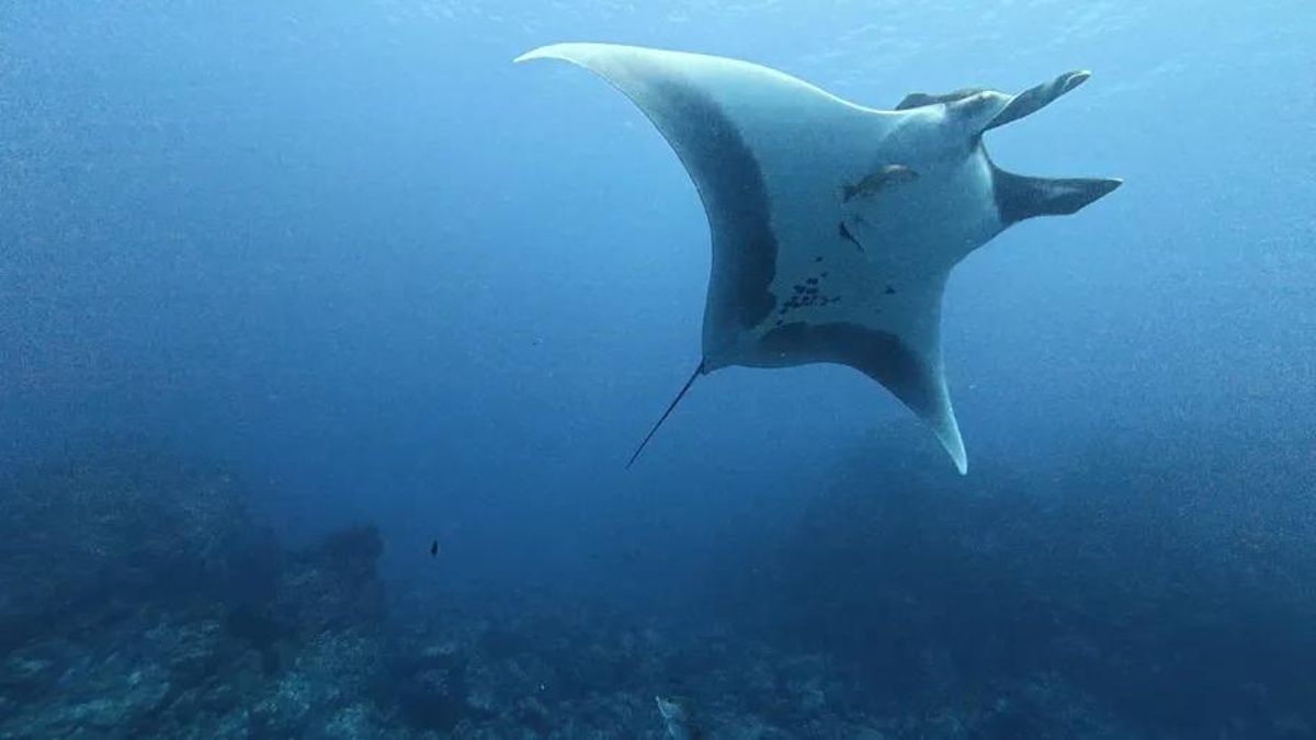 Las mantarrayas cambian su forma de viajar cuando crecen: los jóvenes se quedan cerca y los adultos recorren cientos de kilómetros