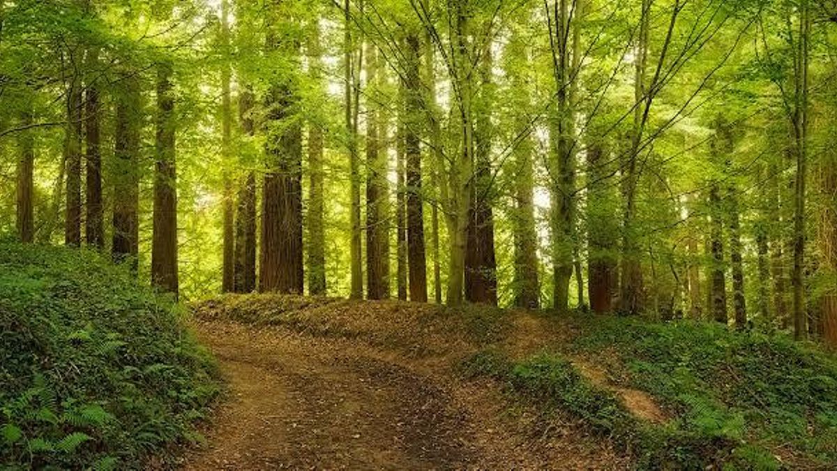 El singular monumento de Cantabria que alberga el mayor bosque de secuoyas rojas de Europa