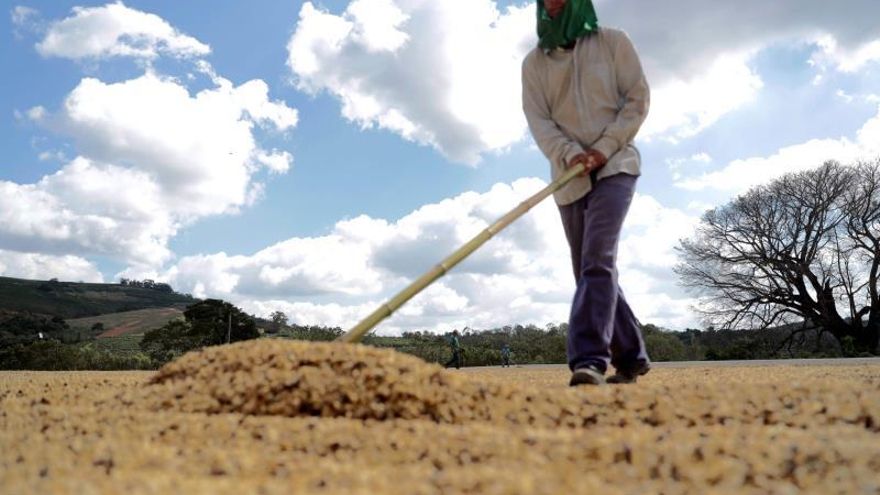 En cuanto a los ingresos generados por los embarques al exterior en mayo, éstos bajaron un 19,4 % en la comparación anual y totalizaron 370,7 millones de dólares el mes pasado, según un informe del Consejo de los Exportadores de Café de Brasil (Cecafé).