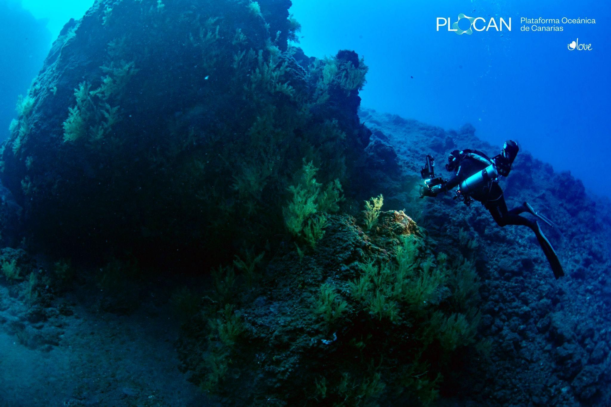 La vida submarina se abre paso en las nuevas fajanas de La Palma.