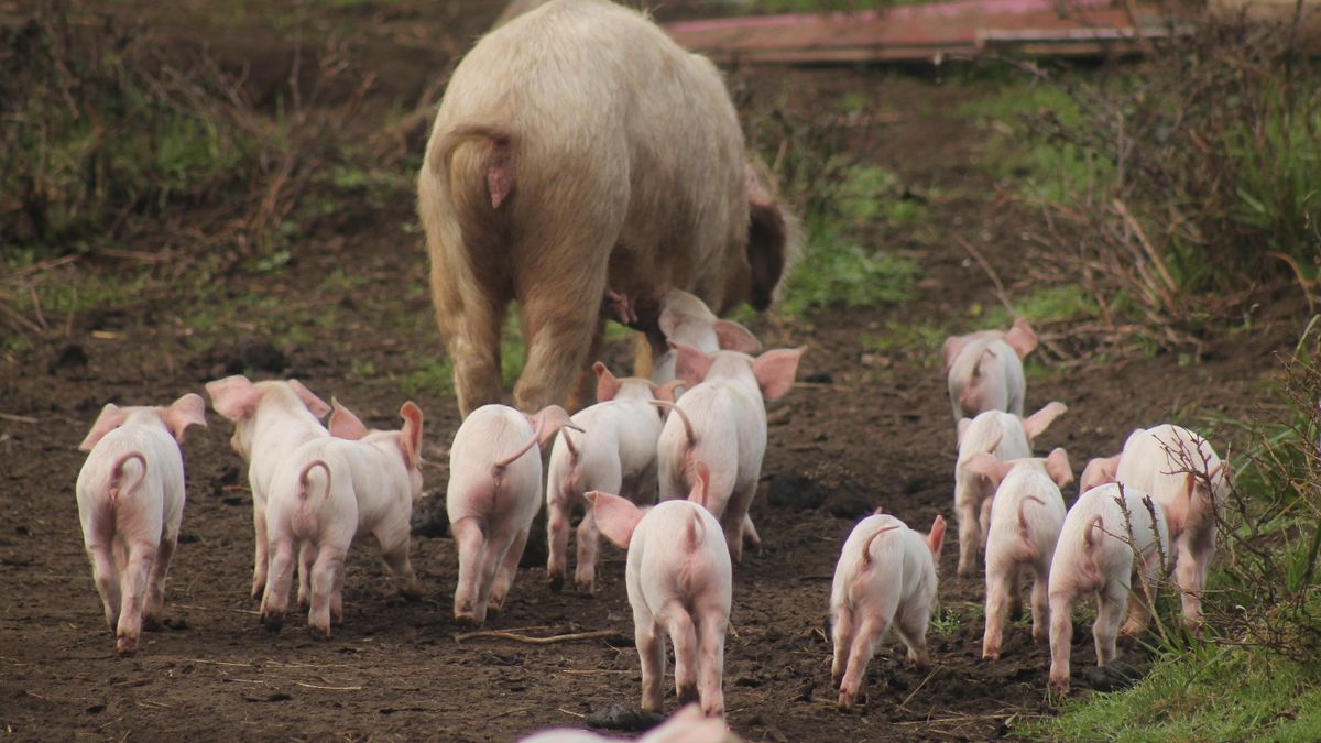 Un proyecto universitario desarrolla nuevas estrategias para mejorar la salud animal en Canarias
