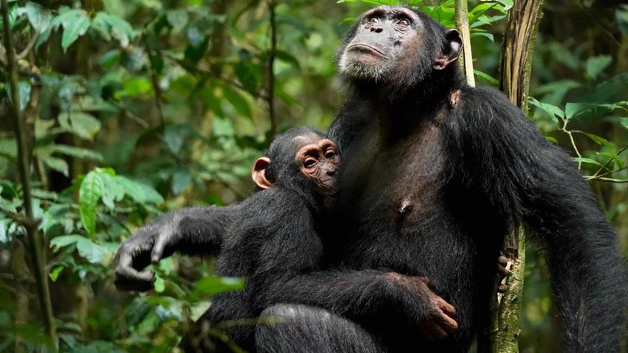 Los chimpancés usan remedios naturales para curarse y cuidar a otros, revelando un posible origen de la medicina humana