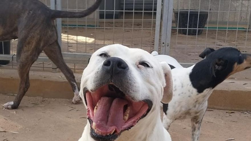 La remontada heróica de Carmela, la perra a la que abandonaron en un cementerio tras explotarla para parir