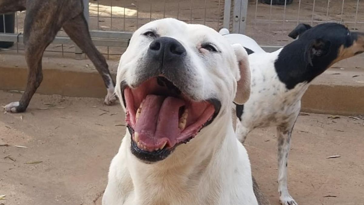 La remontada heróica de Carmela, la perra a la que abandonaron en un cementerio tras explotarla para parir