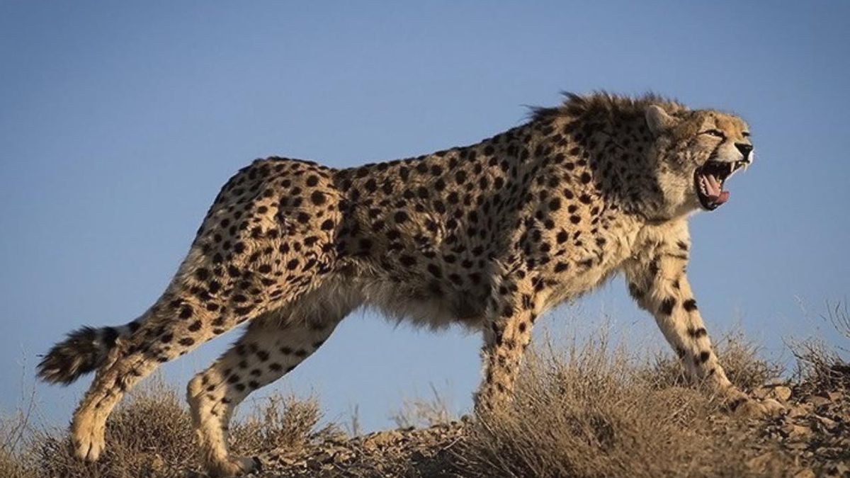 Los nacimientos recientes no compensan la baja supervivencia